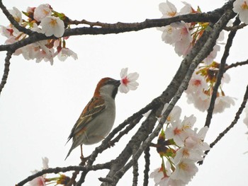 ニュウナイスズメ 奈良 2022年4月3日(日)