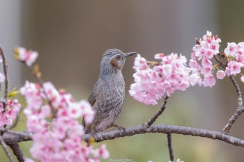 Brown-eared Bulbul Machida Yakushiike Park Mon, 3/28/2022