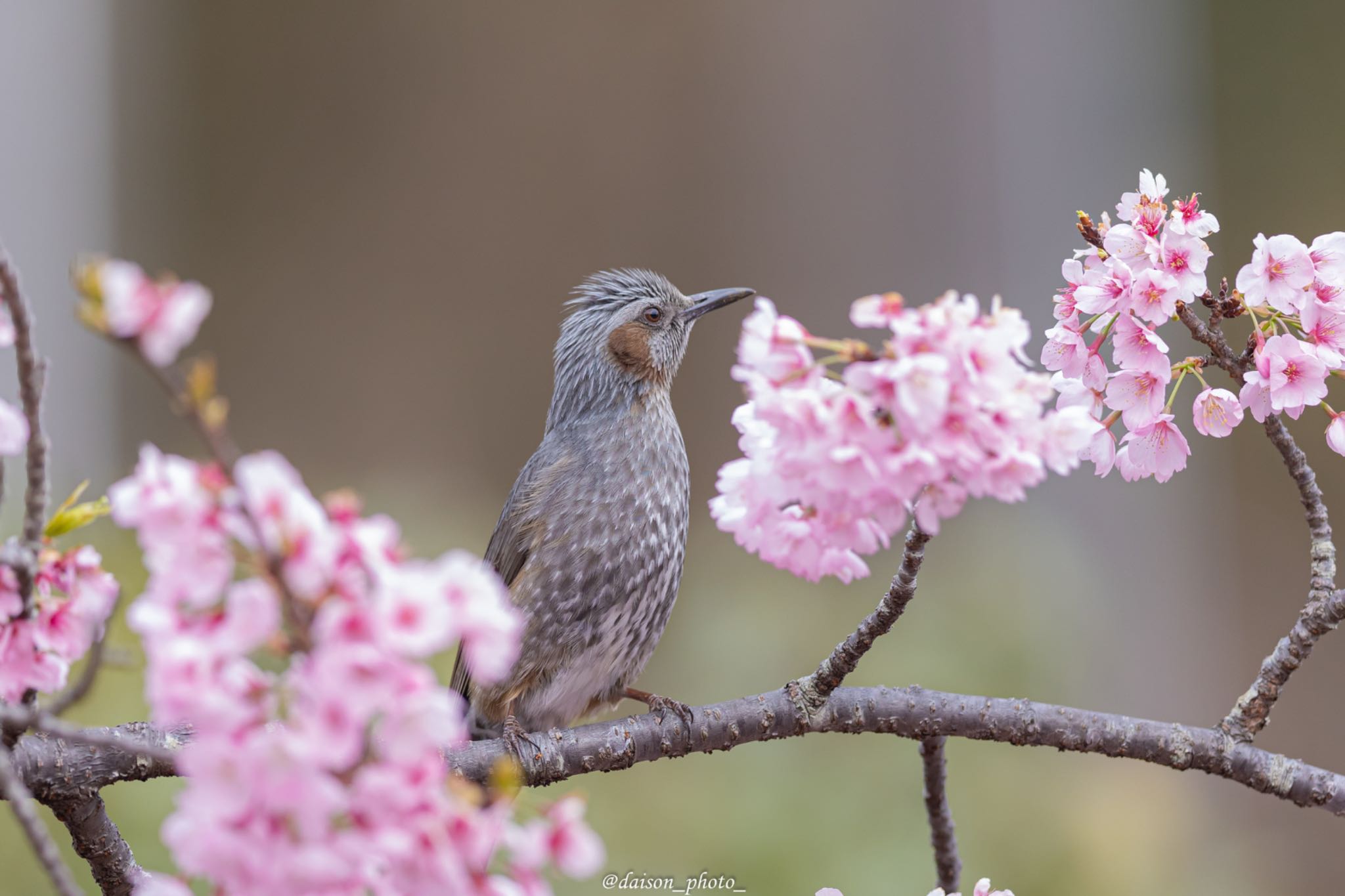 Brown-eared Bulbul