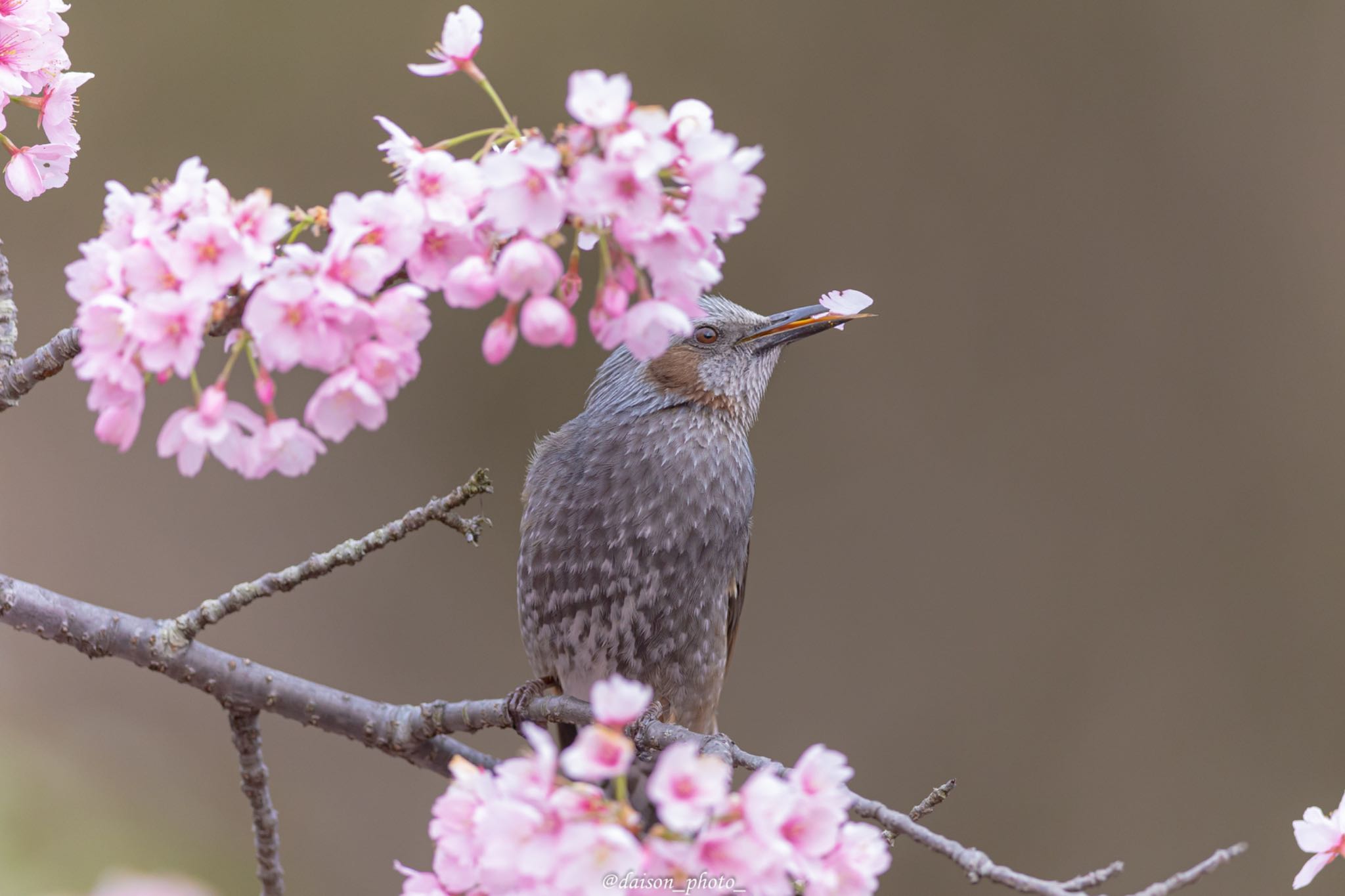 Photo of Brown-eared Bulbul at Machida Yakushiike Park by Daison