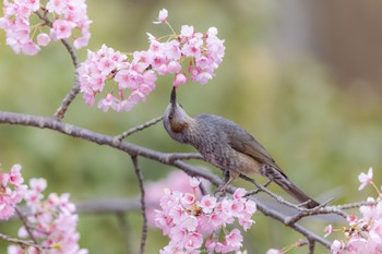 Brown-eared Bulbul Machida Yakushiike Park Mon, 3/28/2022