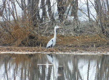 Grey Heron 東屯田川遊水地 Sun, 4/3/2022