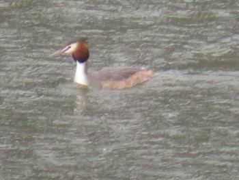 Sun, 4/3/2022 Birding report at 城山公園(神奈川県)