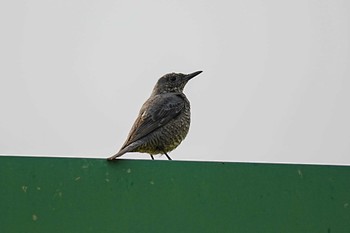 Sat, 4/2/2022 Birding report at くろんど園地