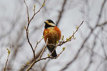 ヤマガラ くろんど園地 2022年4月2日(土)