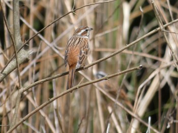 2022年4月2日(土) 横浜自然観察の森の野鳥観察記録