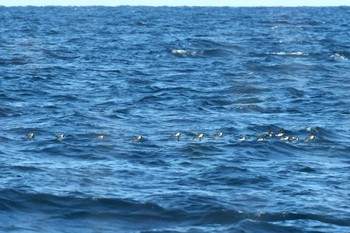 Japanese Murrelet Hegura Island Sun, 4/3/2022