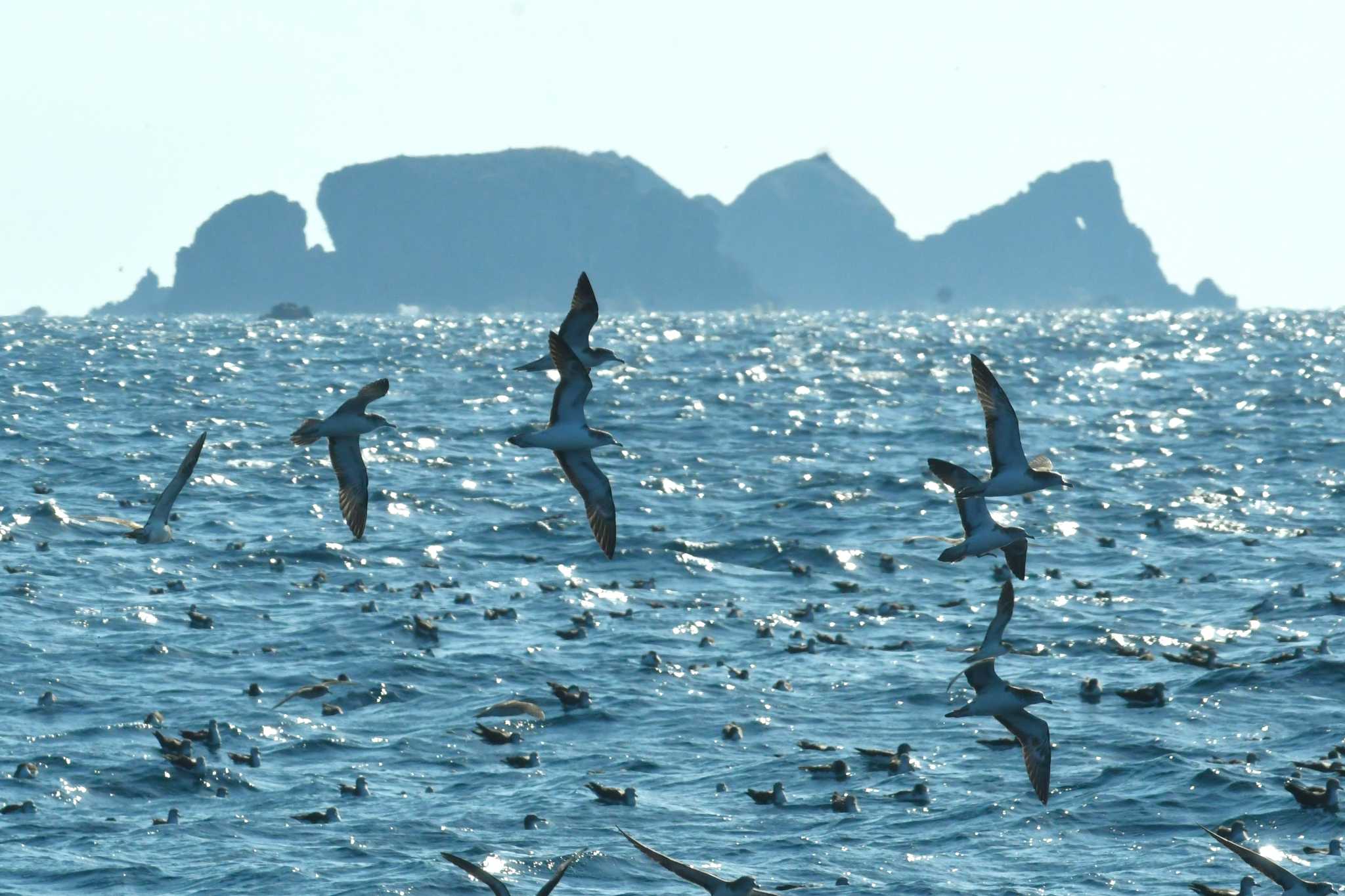 舳倉島 オオミズナギドリの写真 by Semal