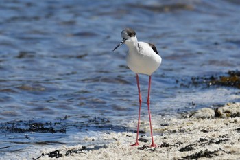 Sun, 4/3/2022 Birding report at Hegura Island