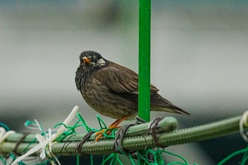 2022年4月3日(日) 近所の野鳥観察記録