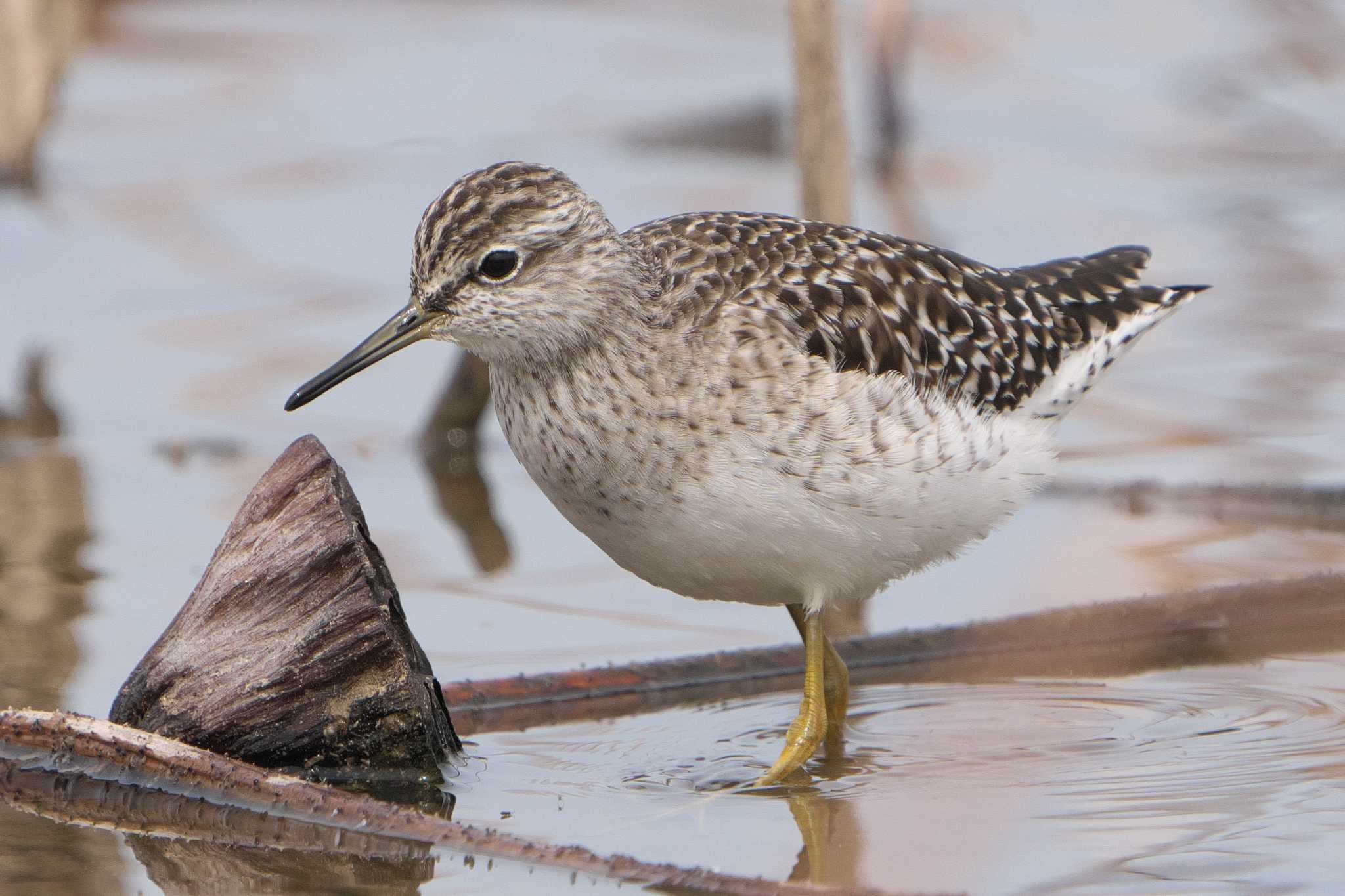 Wood Sandpiper