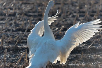 Whooper Swan 十勝 Sun, 4/3/2022