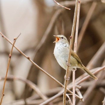 Japanese Bush Warbler 奈良県 Sat, 4/2/2022