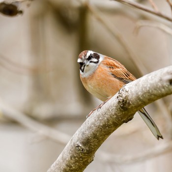 Meadow Bunting 奈良県 Sat, 4/2/2022