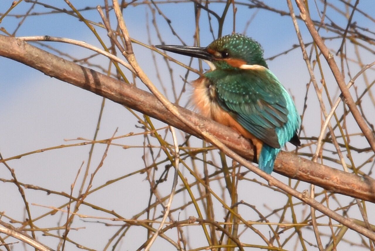 Photo of Common Kingfisher at つくば市 by Shohta Ichikawa