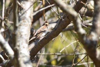 Rustic Bunting Mt. Tsukuba Tue, 11/7/2017