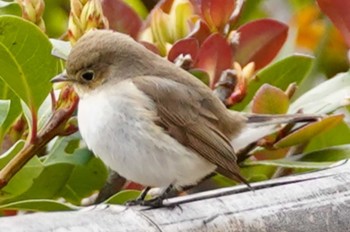 2022年4月3日(日) 兵庫県芦屋市南芦屋浜公園の野鳥観察記録