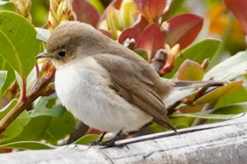 Sun, 4/3/2022 Birding report at 兵庫県芦屋市南芦屋浜公園