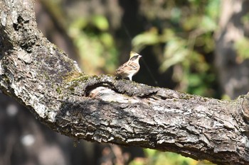 Yellow-throated Bunting Mt. Tsukuba Tue, 11/7/2017