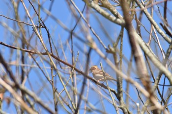 Yellow-throated Bunting Unknown Spots Tue, 11/7/2017