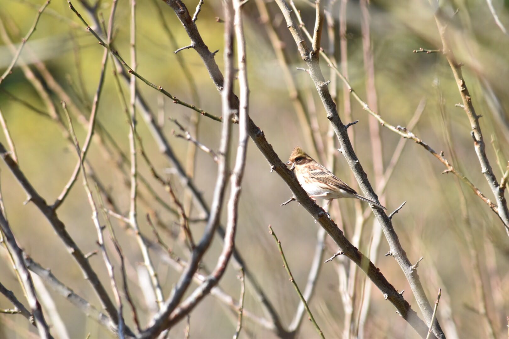 Photo of Yellow-throated Bunting at Mt. Tsukuba by Shohta Ichikawa