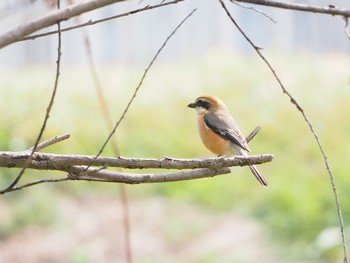 Sat, 4/2/2022 Birding report at 坂戸