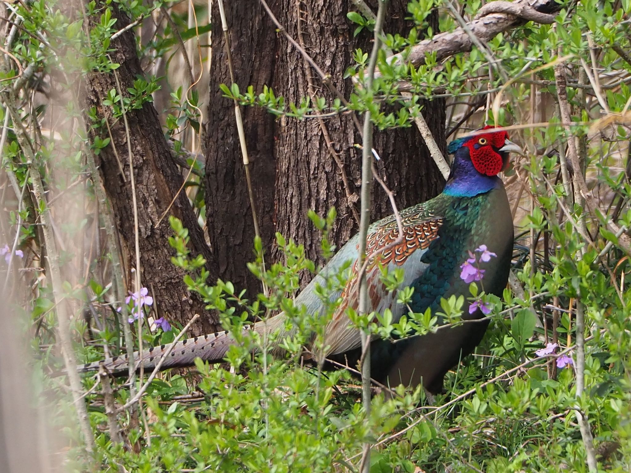 Green Pheasant