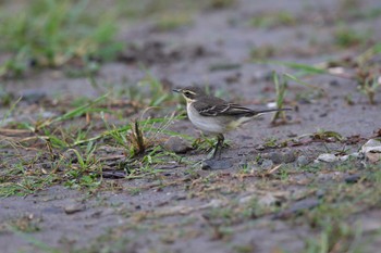 2017年11月3日(金) 華江雁鴨自然公園の野鳥観察記録