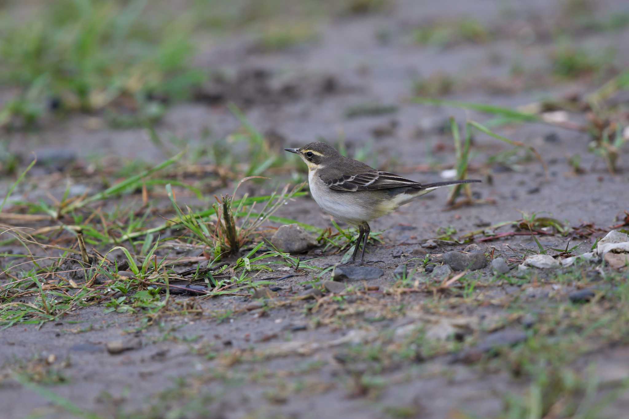 Photo of Eastern Yellow Wagtail at 華江雁鴨自然公園 by Trio