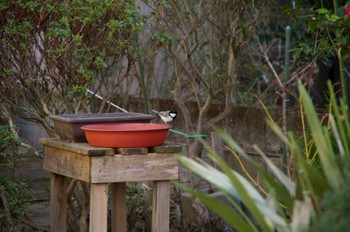 Japanese Tit 仙台市青葉区 Sat, 4/2/2022