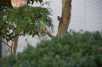 Japanese Tit 仙台市青葉区 Sat, 4/2/2022