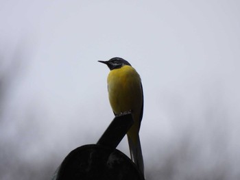 2022年4月3日(日) 中禅寺湖の野鳥観察記録