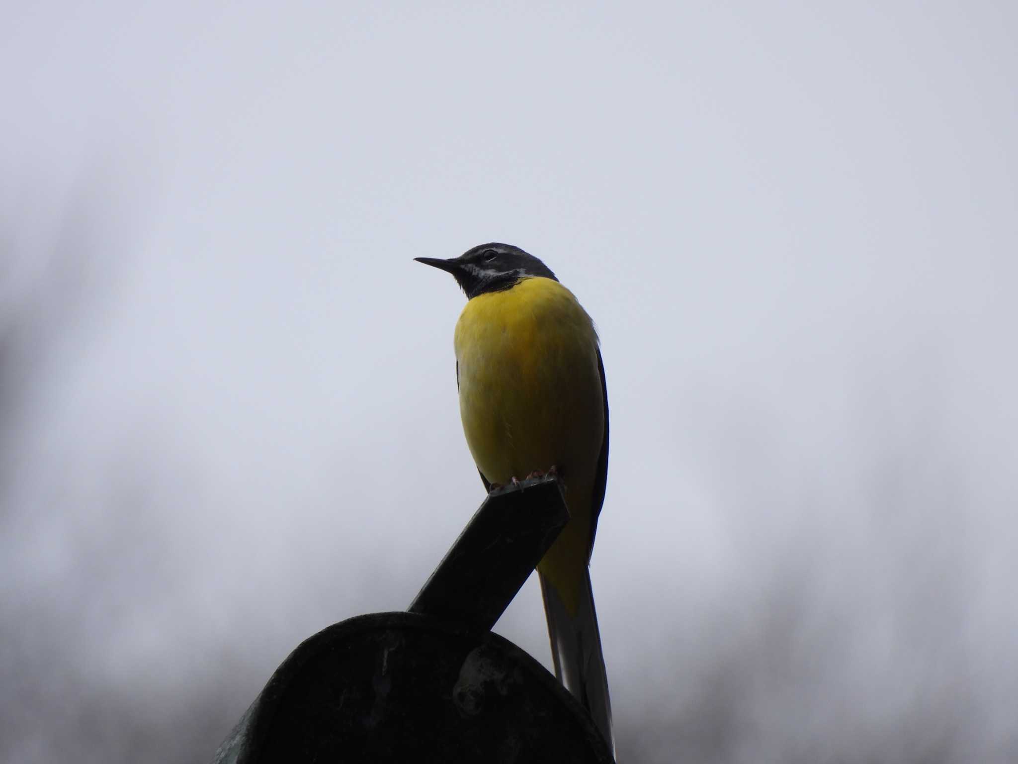 Photo of Grey Wagtail at 中禅寺湖 by まつのすけ