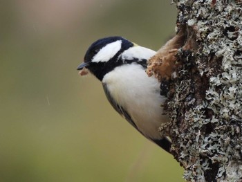 Japanese Tit 中禅寺湖 Sun, 4/3/2022