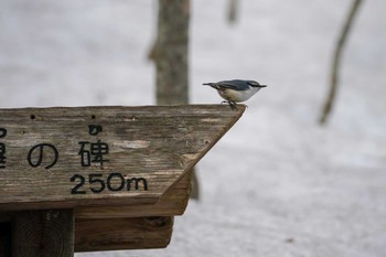 2022年4月2日(土) 野幌森林公園の野鳥観察記録