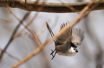 2022年4月3日(日) 旭山記念公園の野鳥観察記録