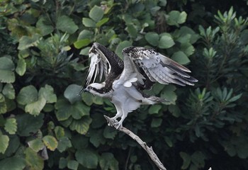 Osprey Unknown Spots Sat, 11/4/2017