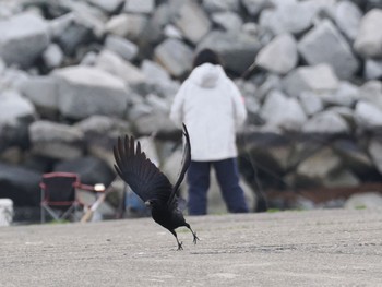 ハシボソガラス 平磯海岸 2022年4月3日(日)