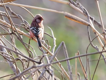 Siberian Long-tailed Rosefinch 下奥富河川敷公園 Sat, 4/2/2022