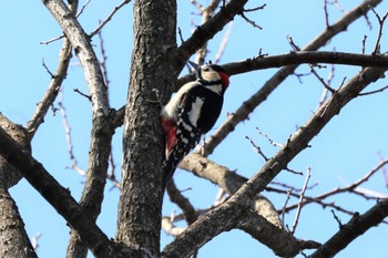 2022年4月2日(土) 栃木県の野鳥観察記録