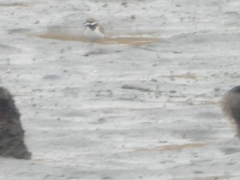 Little Ringed Plover Tokyo Port Wild Bird Park Sun, 4/3/2022