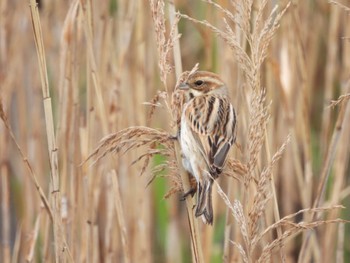 Common Reed Bunting Tokyo Port Wild Bird Park Sun, 4/3/2022