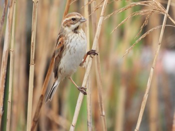 Common Reed Bunting Tokyo Port Wild Bird Park Sun, 4/3/2022