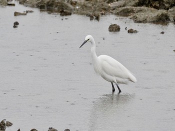 チュウサギ 東京港野鳥公園 2022年4月3日(日)