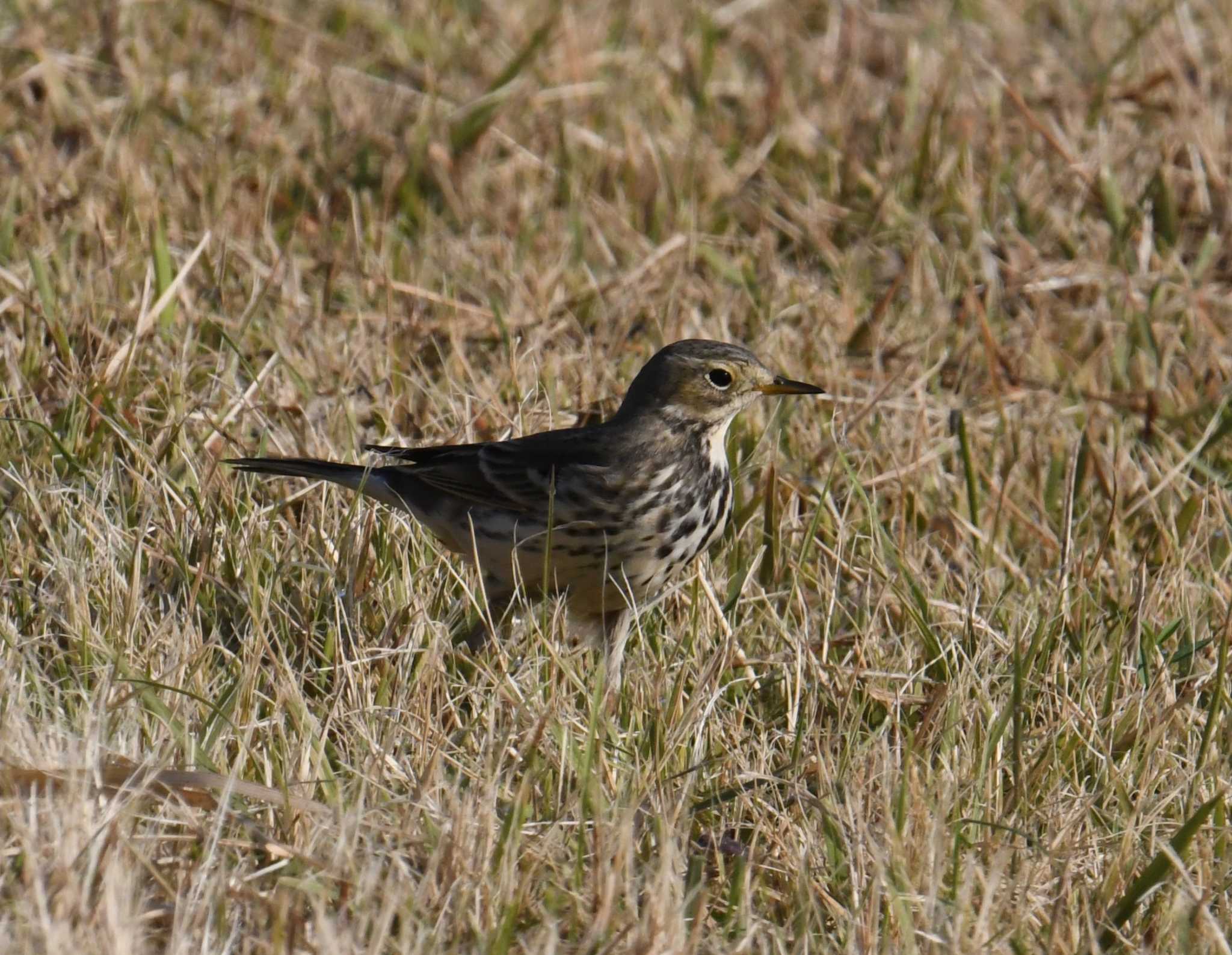 Photo of Water Pipit at 狭山湖 by あひる