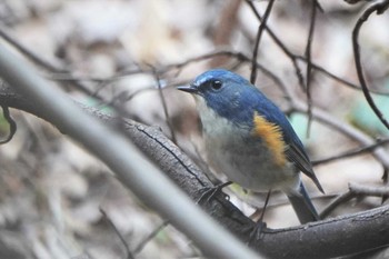 ルリビタキ 昭和記念公園 2022年3月31日(木)