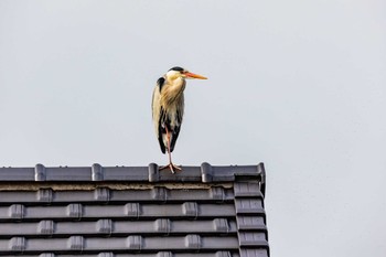 ダイサギ 瑞梅寺川 2022年3月20日(日)