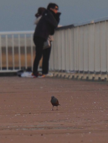 2022年4月3日(日) 宮城県 鳥の海の野鳥観察記録