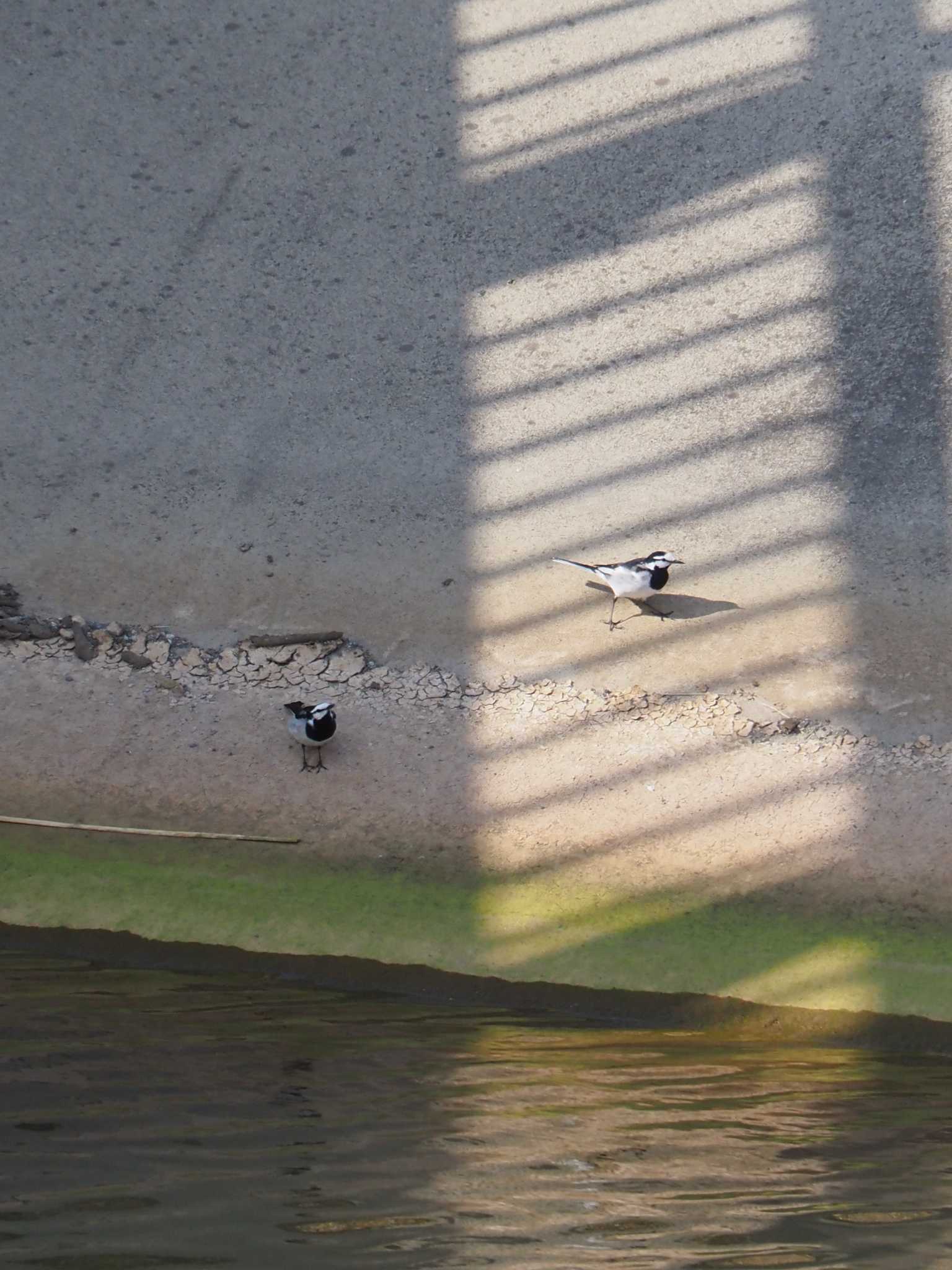 Photo of White Wagtail at 宮城県 鳥の海 by 酉山探鳥浪漫奇譚【初期伝説集】