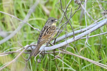 2022年4月4日(月) 愛知県豊田市逢妻女川の野鳥観察記録